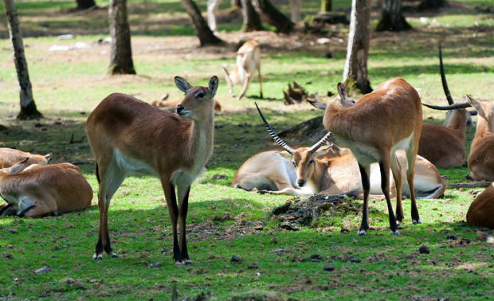 Parc Thoiry